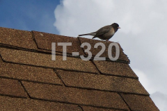 asphalt-shingle-red